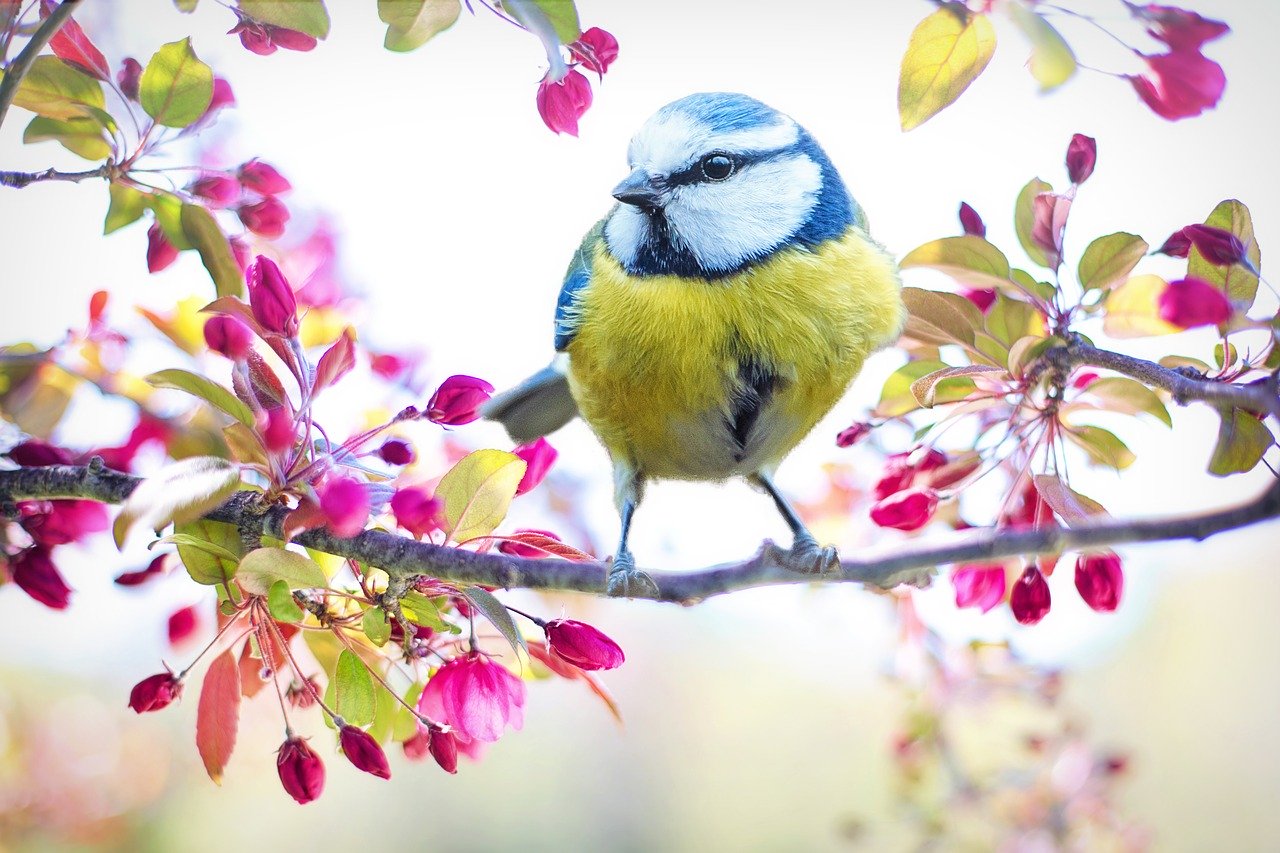 De lente en de houtenergie