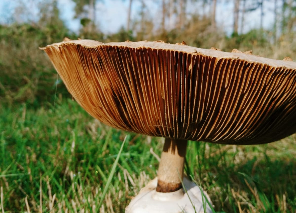Waarom de natuur goed voor je is!