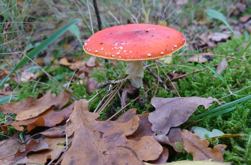 Het metaalelement en de herfst